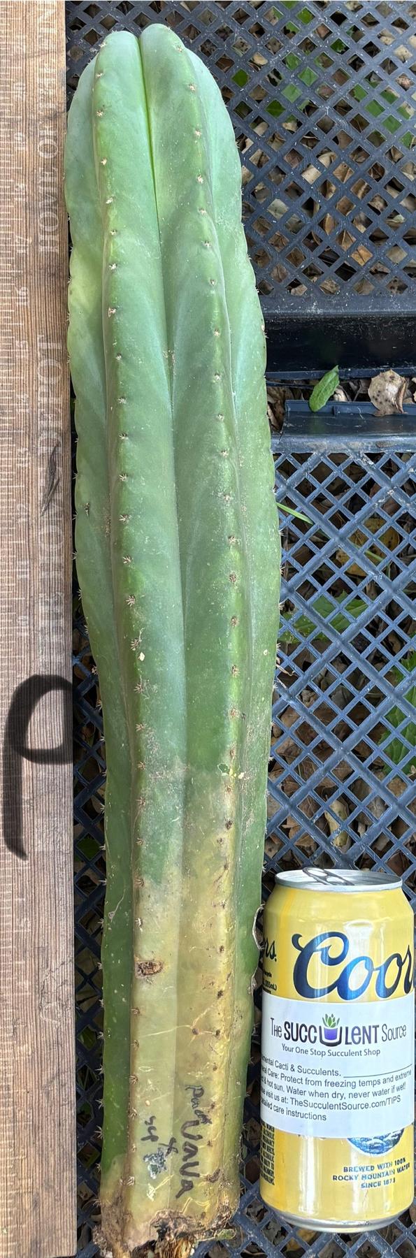 #EC395 EXACT Trichocereus Bargain Cactus Cuttings by Blaise-Cactus - Large - Exact-The Succulent Source