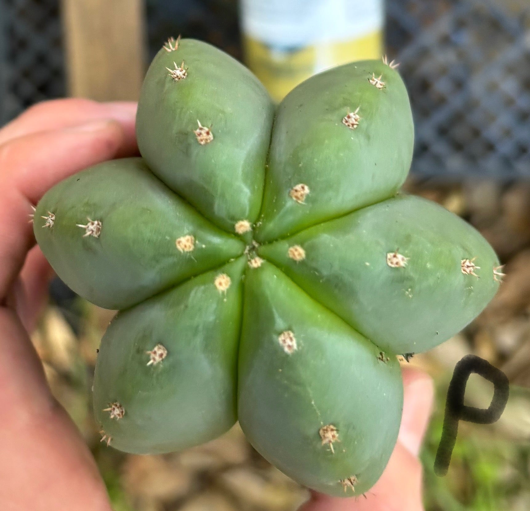 #EC395 EXACT Trichocereus Bargain Cactus Cuttings by Blaise-Cactus - Large - Exact-The Succulent Source