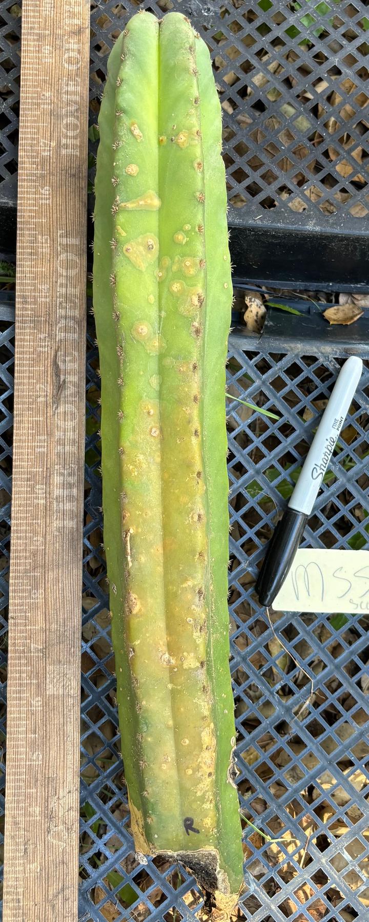 #EC395 EXACT Trichocereus Bargain Cactus Cuttings by Blaise-Cactus - Large - Exact-The Succulent Source