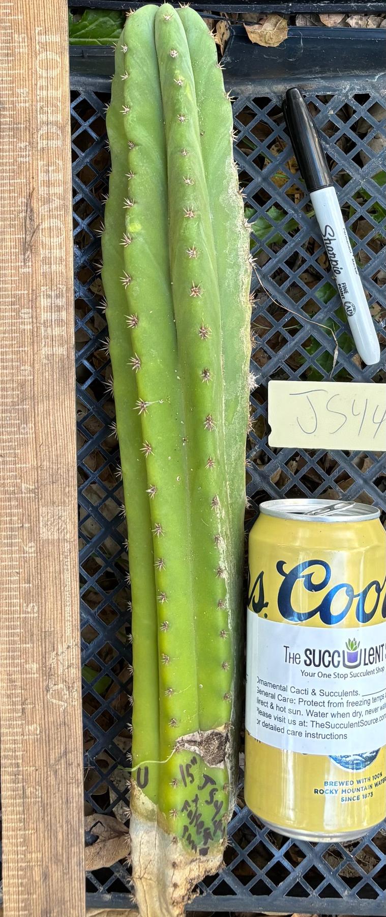 #EC395 EXACT Trichocereus Bargain Cactus Cuttings by Blaise-Cactus - Large - Exact-The Succulent Source