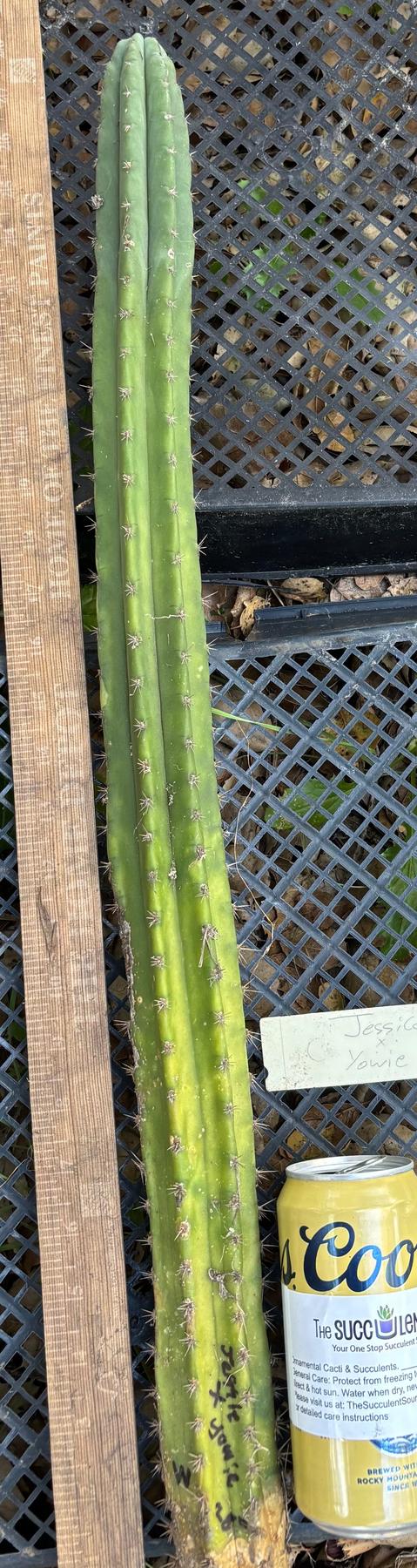 #EC395 EXACT Trichocereus Bargain Cactus Cuttings by Blaise-Cactus - Large - Exact-The Succulent Source