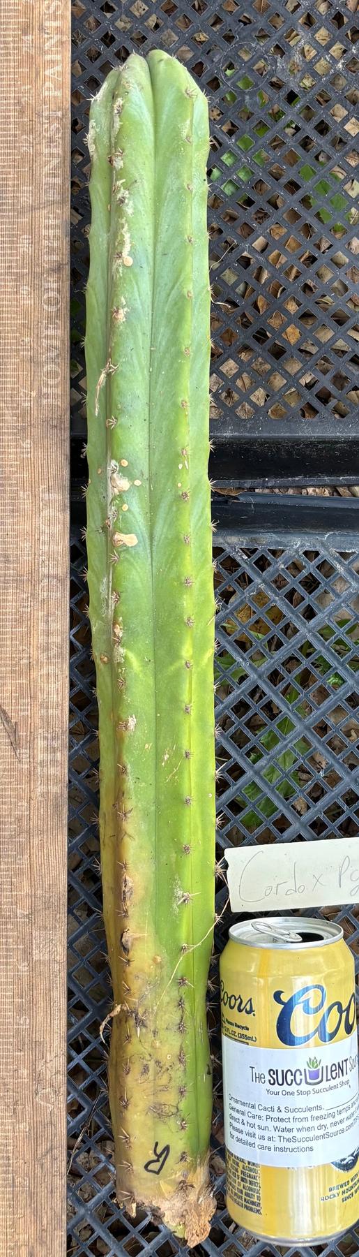 #EC395 EXACT Trichocereus Bargain Cactus Cuttings by Blaise-Cactus - Large - Exact-The Succulent Source