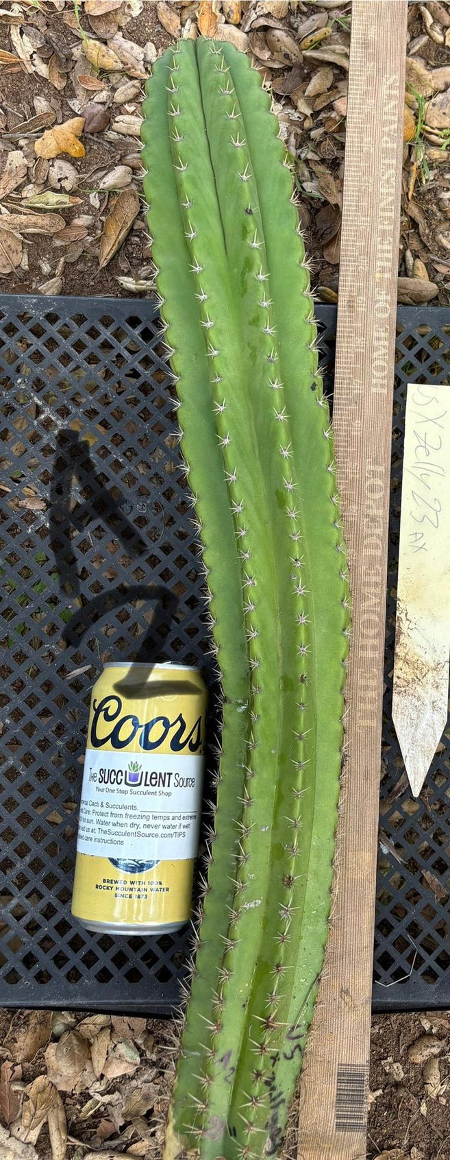 #EC395 EXACT Trichocereus Bargain Cactus Cuttings by Blaise-Cactus - Large - Exact-The Succulent Source