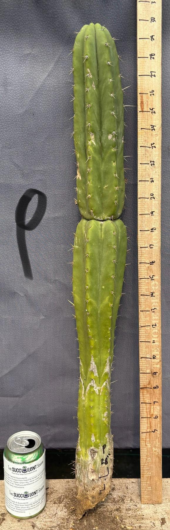 #EC395 EXACT TLC Trichocereus Bargain Cactus Cuttings by Blaise-Cactus - Large - Exact-The Succulent Source