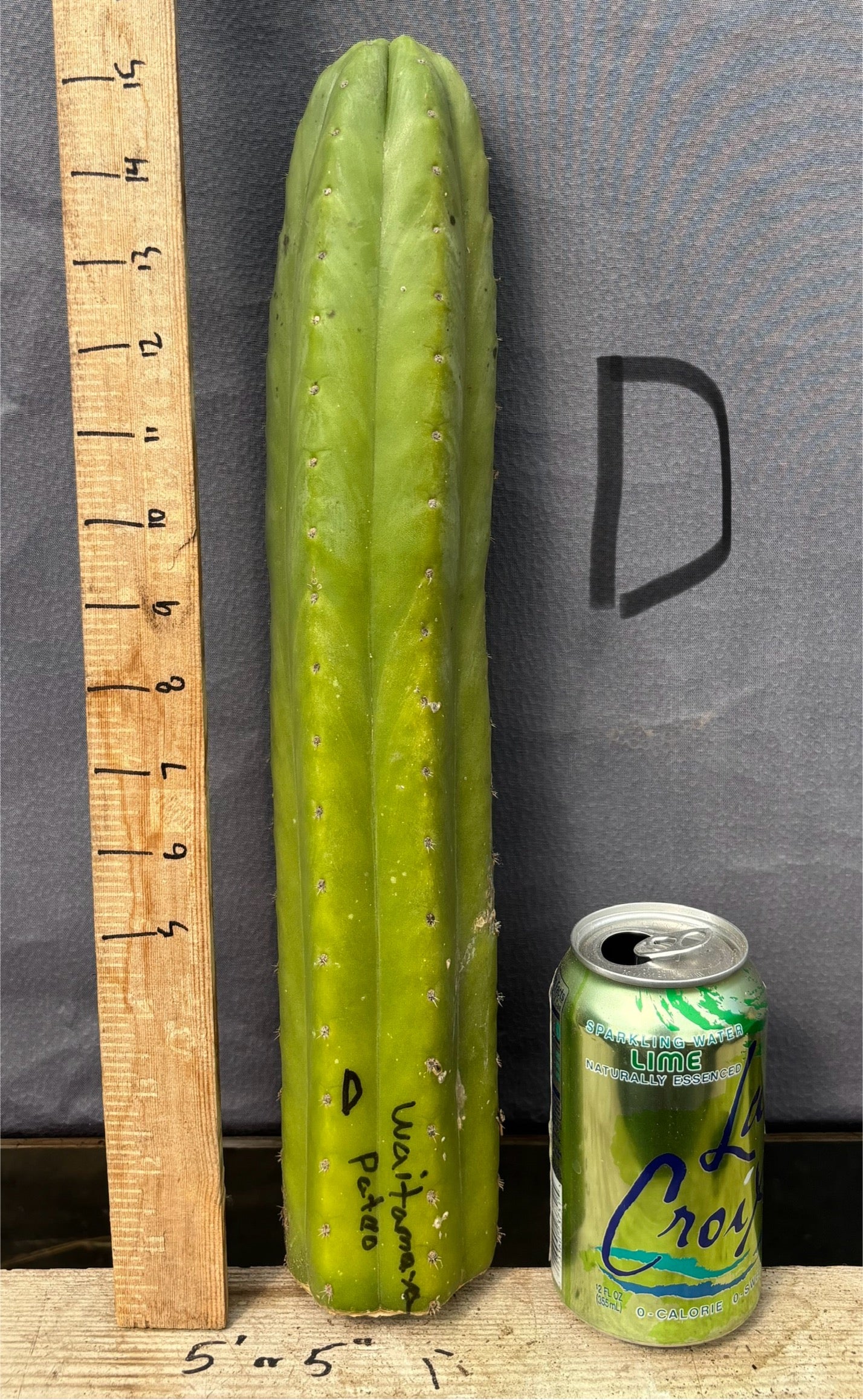 #EC395 EXACT TLC Trichocereus Bargain Cactus Cuttings by Blaise-Cactus - Large - Exact-The Succulent Source