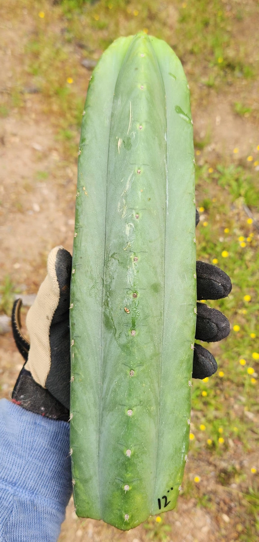 #EC395 EXACT Trichocereus Assorted Cactus Tip Cuttings-Cactus - Large - Exact-The Succulent Source