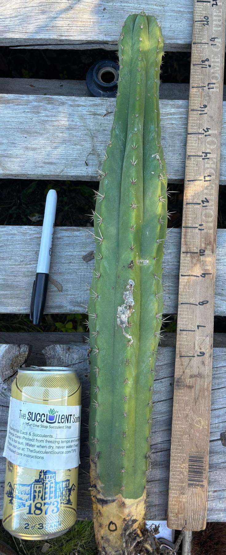 #EC395 EXACT Trichocereus Bargain Cactus Cuttings by Blaise-Cactus - Large - Exact-The Succulent Source