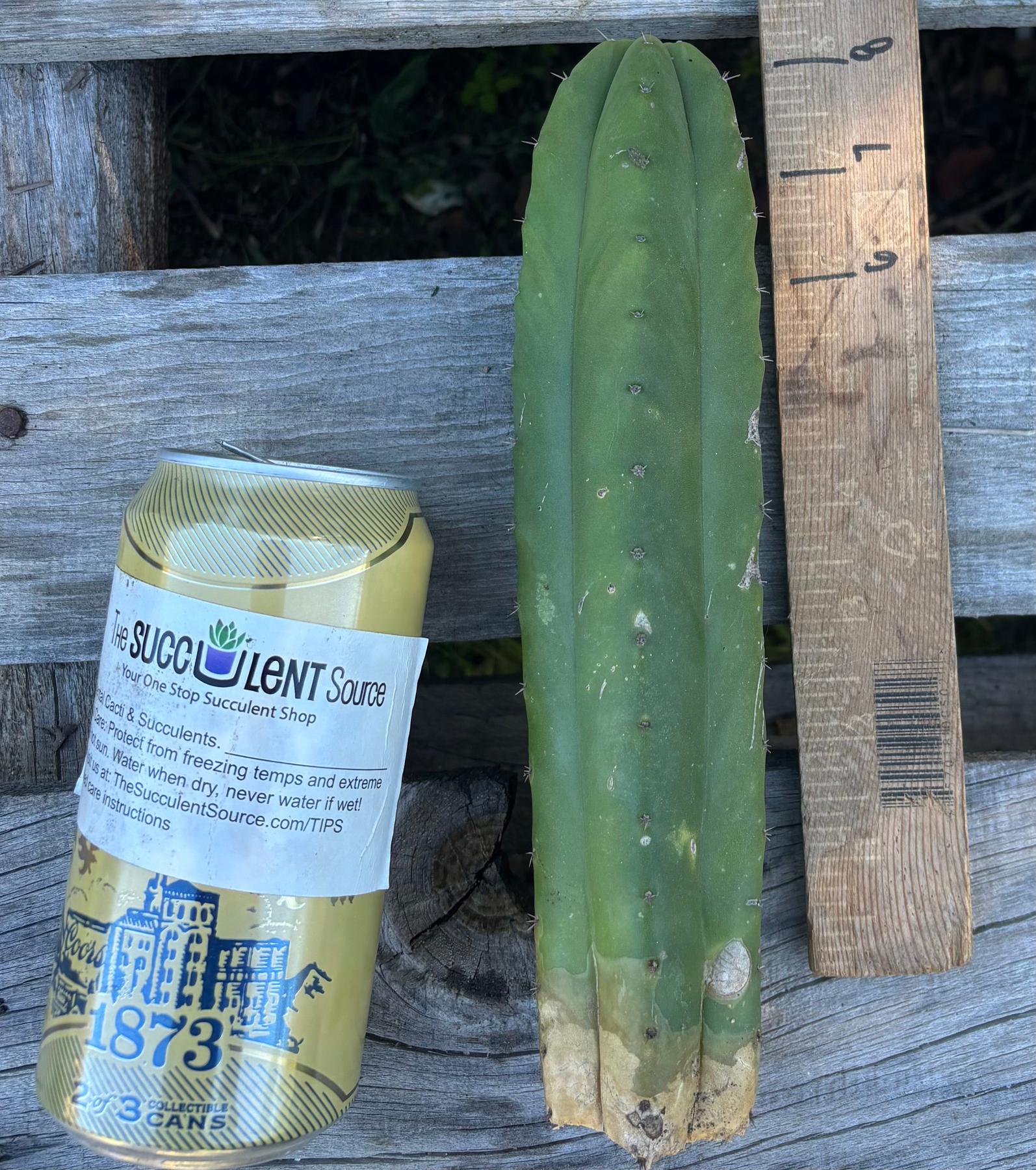 #EC395 EXACT Trichocereus Bargain Cactus Cuttings by Blaise-Cactus - Large - Exact-The Succulent Source