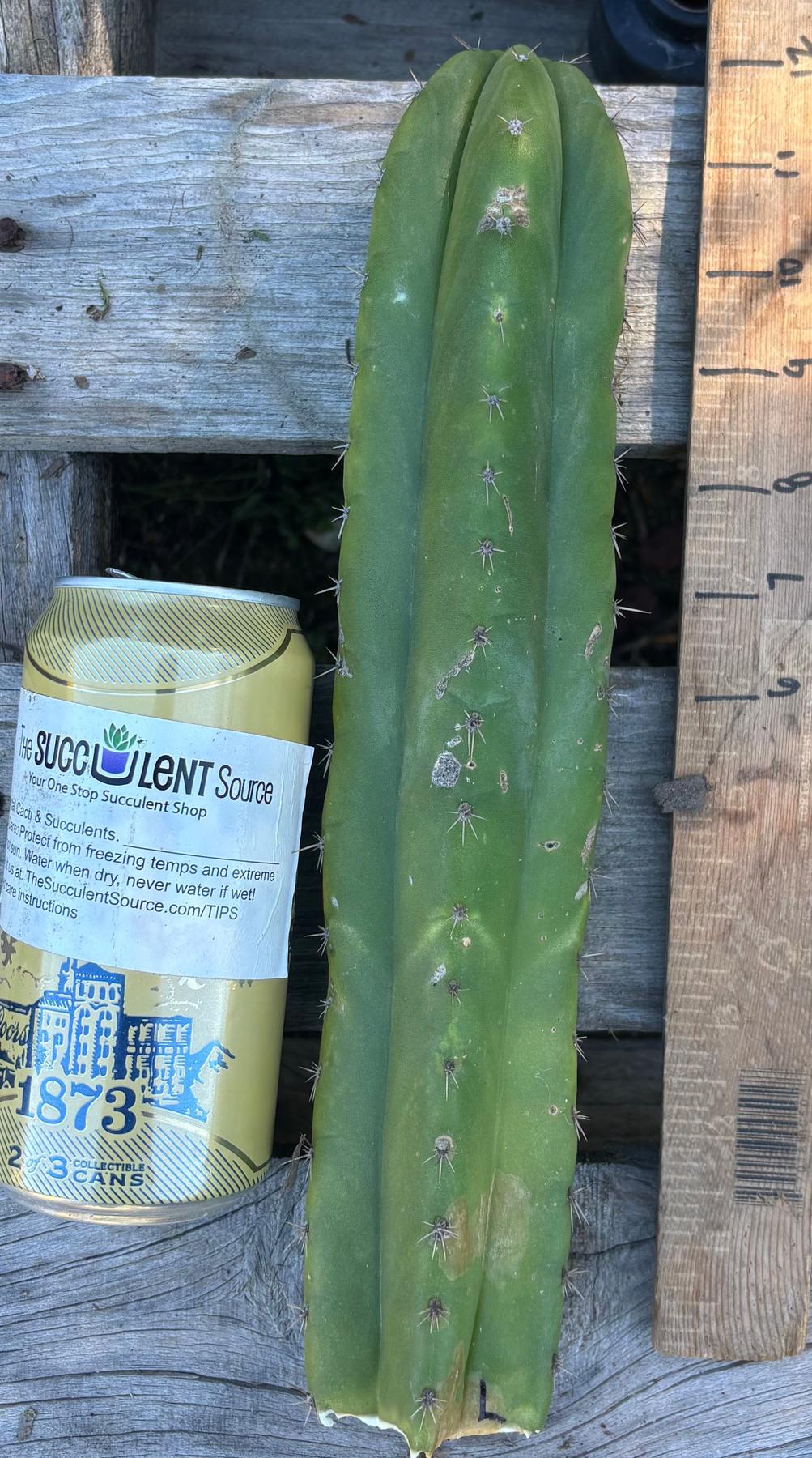 #EC395 EXACT Trichocereus Bargain Cactus Cuttings by Blaise-Cactus - Large - Exact-The Succulent Source