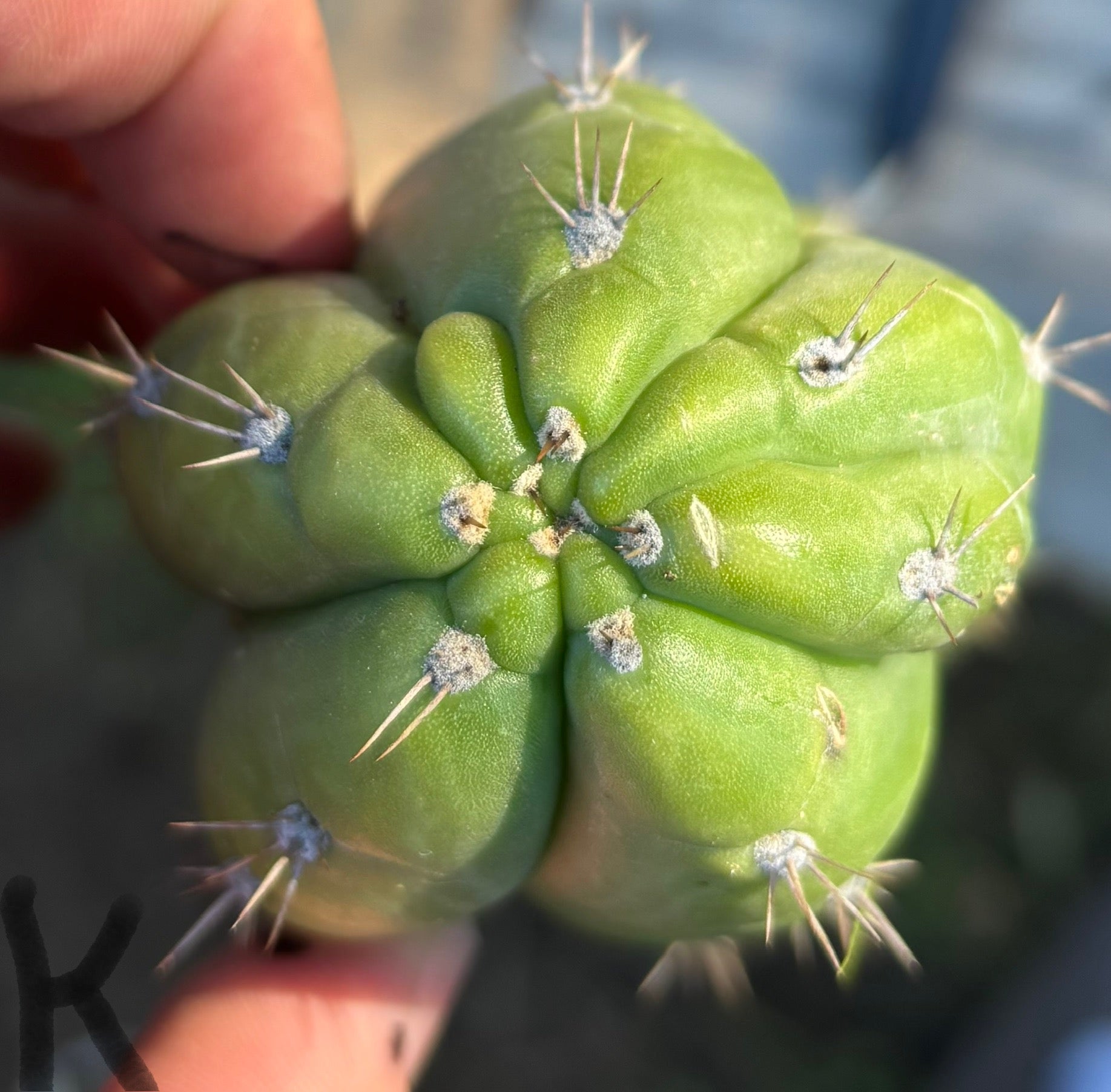 #EC395 EXACT Trichocereus Bargain Cactus Cuttings by Blaise-Cactus - Large - Exact-The Succulent Source