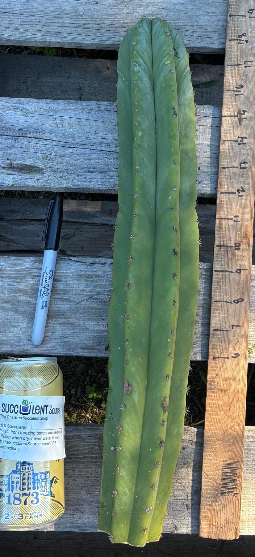 #EC395 EXACT Trichocereus Bargain Cactus Cuttings by Blaise-Cactus - Large - Exact-The Succulent Source
