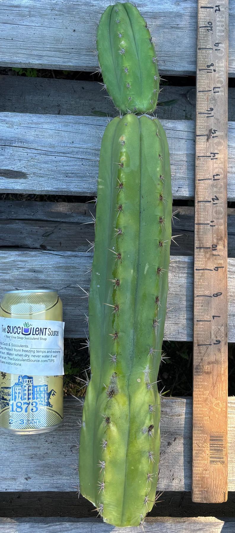 #EC395 EXACT Trichocereus Bargain Cactus Cuttings by Blaise-Cactus - Large - Exact-The Succulent Source