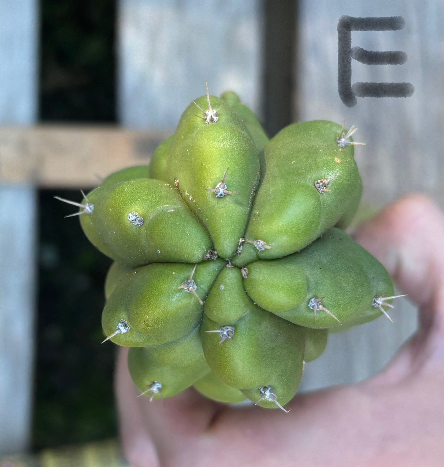 #EC395 EXACT Trichocereus Bargain Cactus Cuttings by Blaise-Cactus - Large - Exact-The Succulent Source