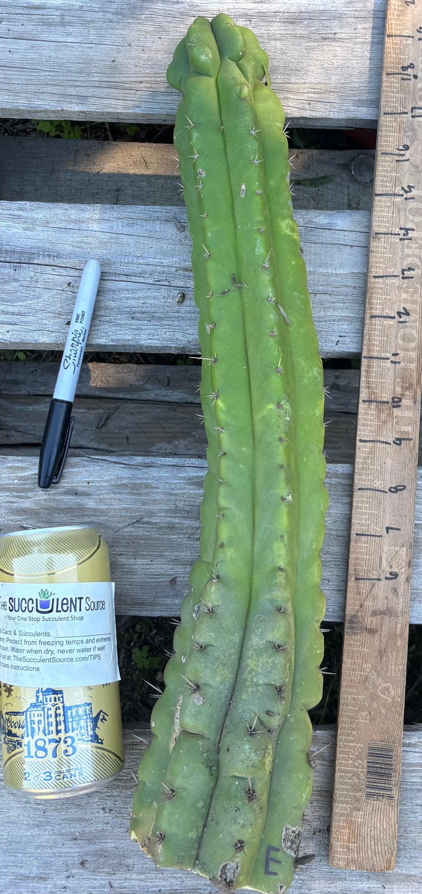 #EC395 EXACT Trichocereus Bargain Cactus Cuttings by Blaise-Cactus - Large - Exact-The Succulent Source