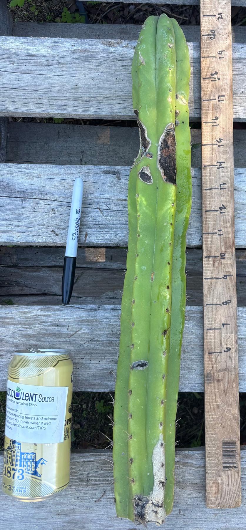 #EC395 EXACT Trichocereus Bargain Cactus Cuttings by Blaise-Cactus - Large - Exact-The Succulent Source