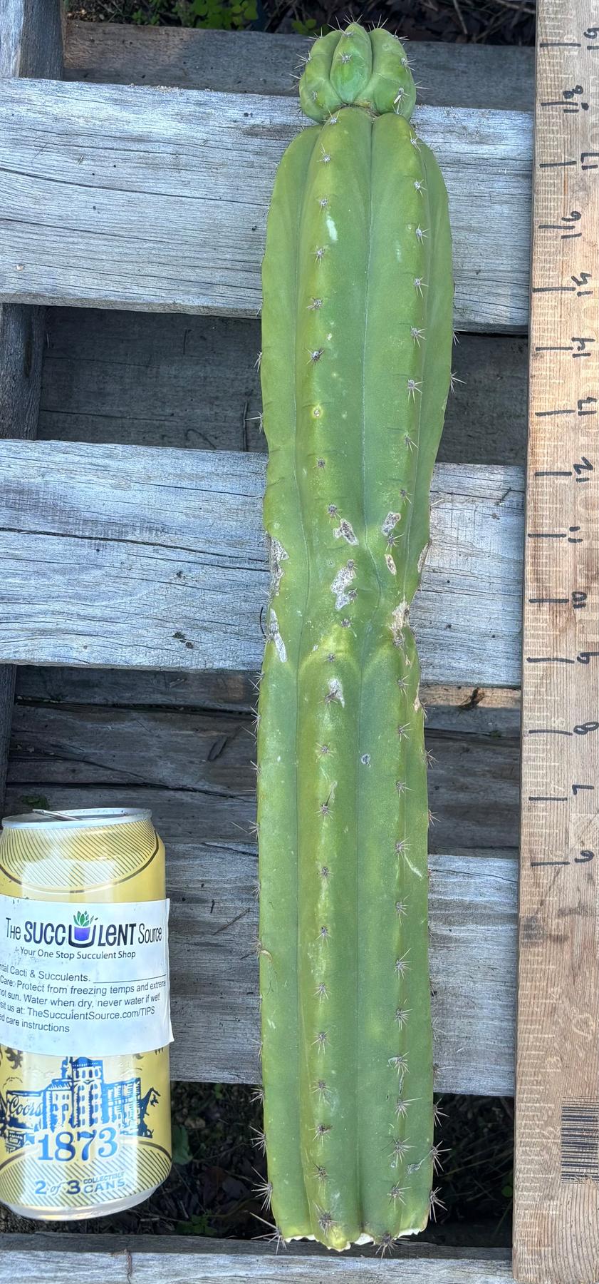 #EC395 EXACT Trichocereus Bargain Cactus Cuttings by Blaise-Cactus - Large - Exact-The Succulent Source