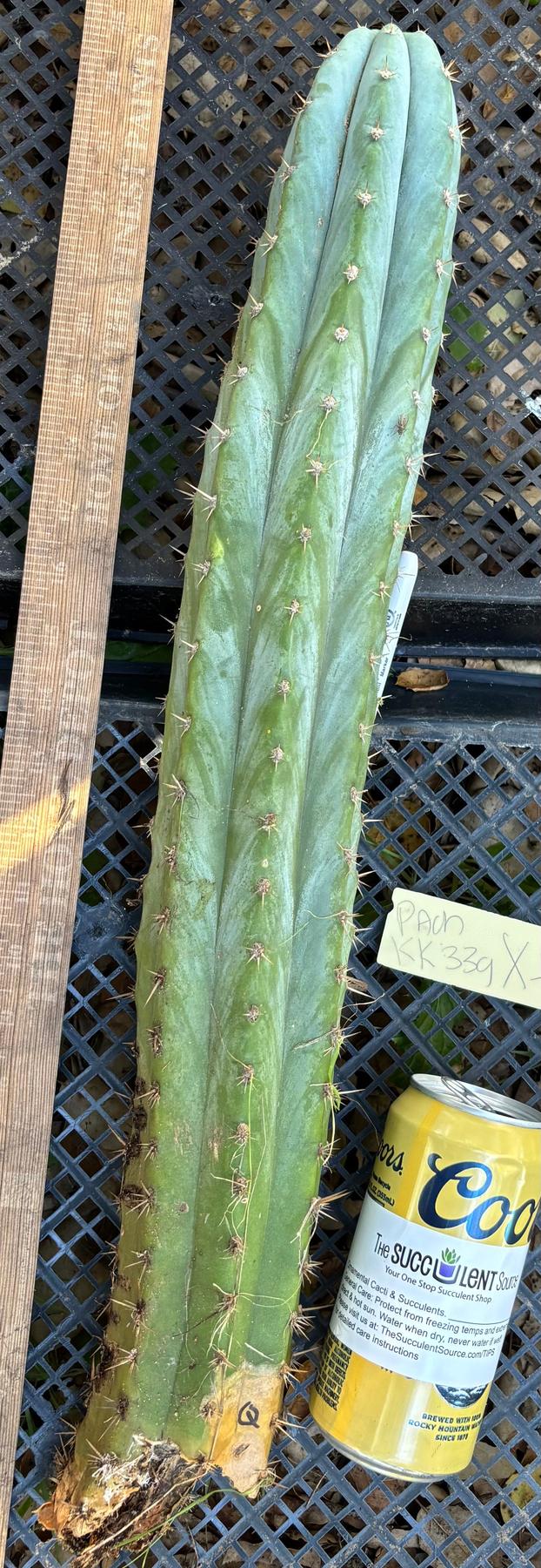 #EC395 EXACT Trichocereus Bargain Cactus Cuttings by Blaise-Cactus - Large - Exact-The Succulent Source