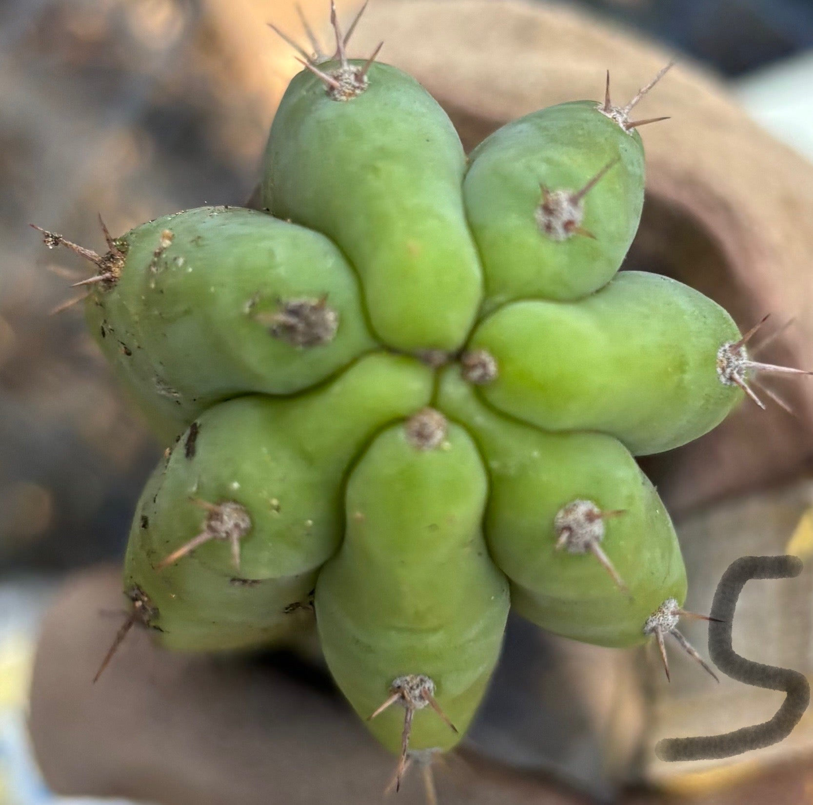 #EC395 EXACT Trichocereus Bargain Cactus Cuttings by Blaise-Cactus - Large - Exact-The Succulent Source