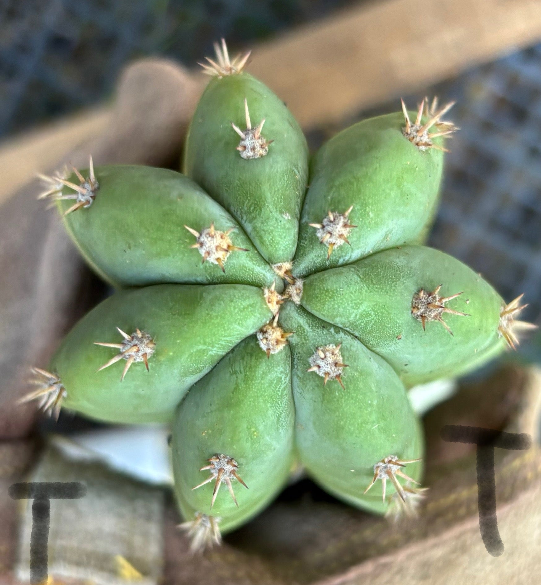 #EC395 EXACT Trichocereus Bargain Cactus Cuttings by Blaise-Cactus - Large - Exact-The Succulent Source