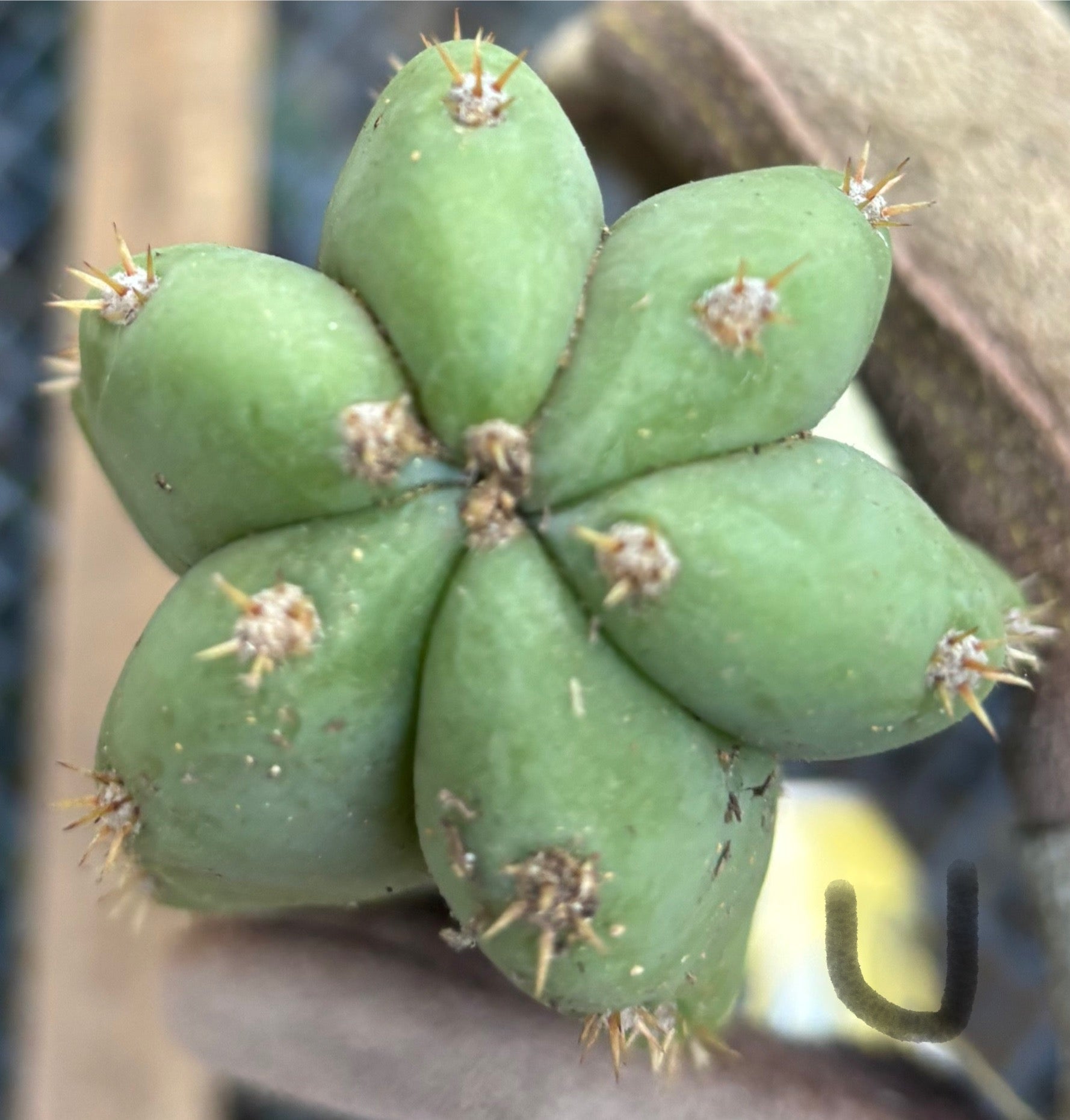 #EC395 EXACT Trichocereus Bargain Cactus Cuttings by Blaise-Cactus - Large - Exact-The Succulent Source