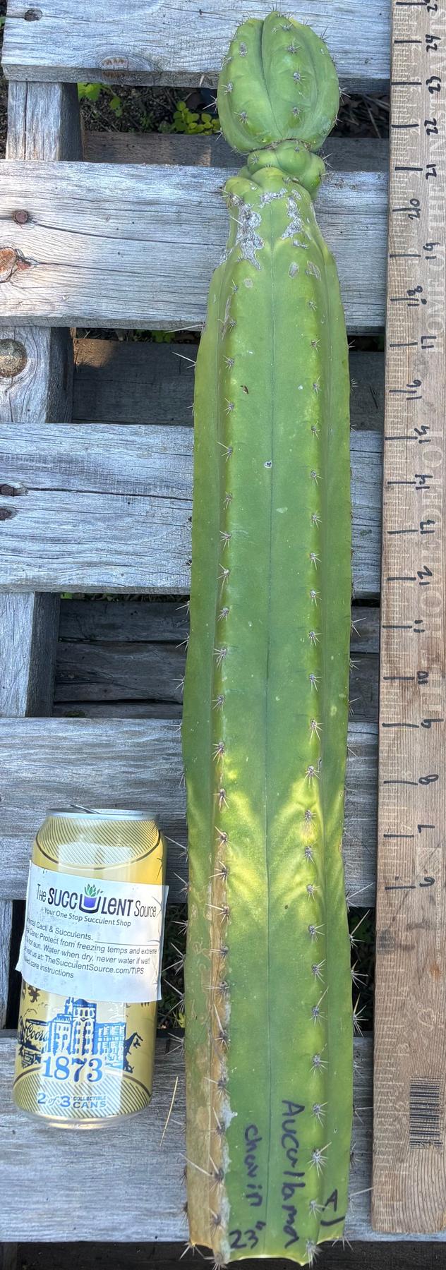 #EC395 EXACT Trichocereus Bargain Cactus Cuttings by Blaise-Cactus - Large - Exact-The Succulent Source