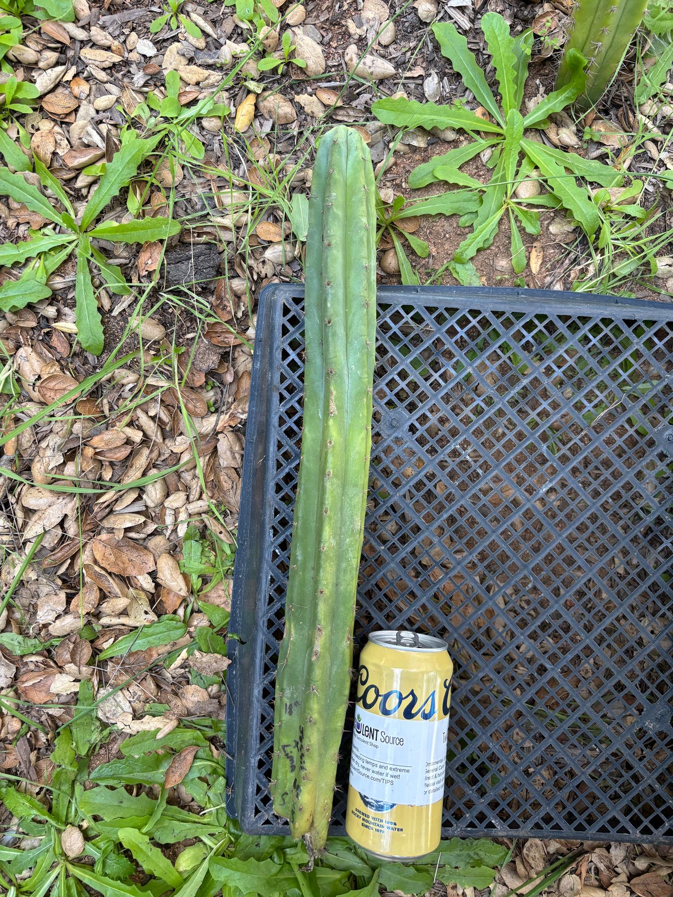 #EC395 EXACT Trichocereus Bargain Cactus Cuttings by Blaise-Cactus - Large - Exact-The Succulent Source