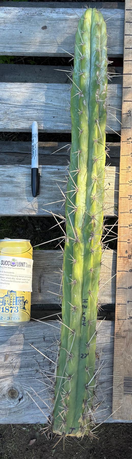 #EC395 EXACT Trichocereus Bargain Cactus Cuttings by Blaise-Cactus - Large - Exact-The Succulent Source