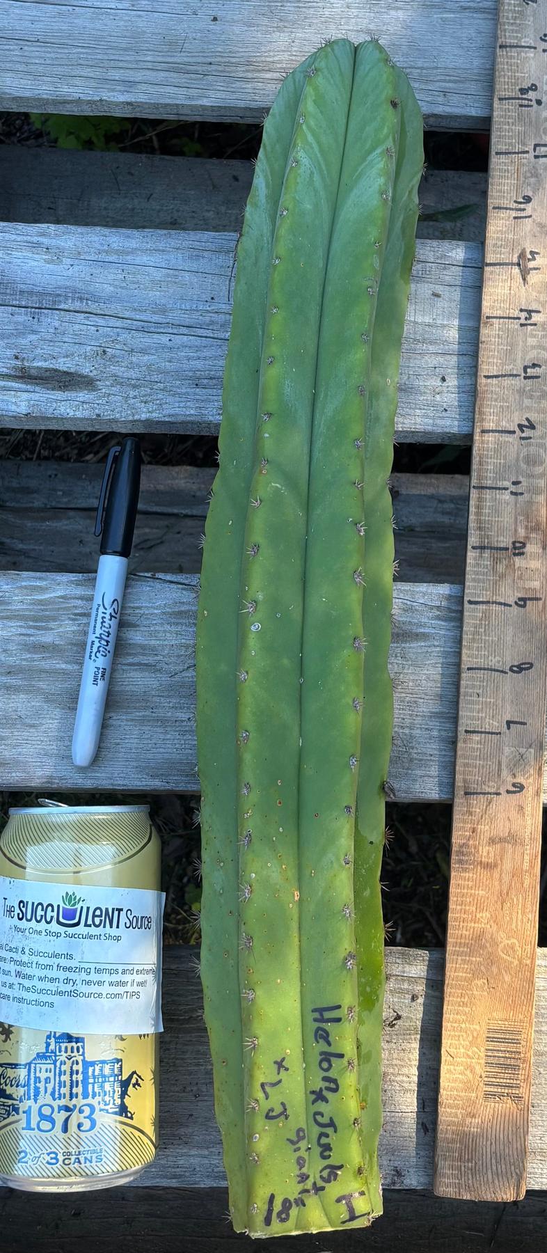#EC395 EXACT Trichocereus Bargain Cactus Cuttings by Blaise-Cactus - Large - Exact-The Succulent Source