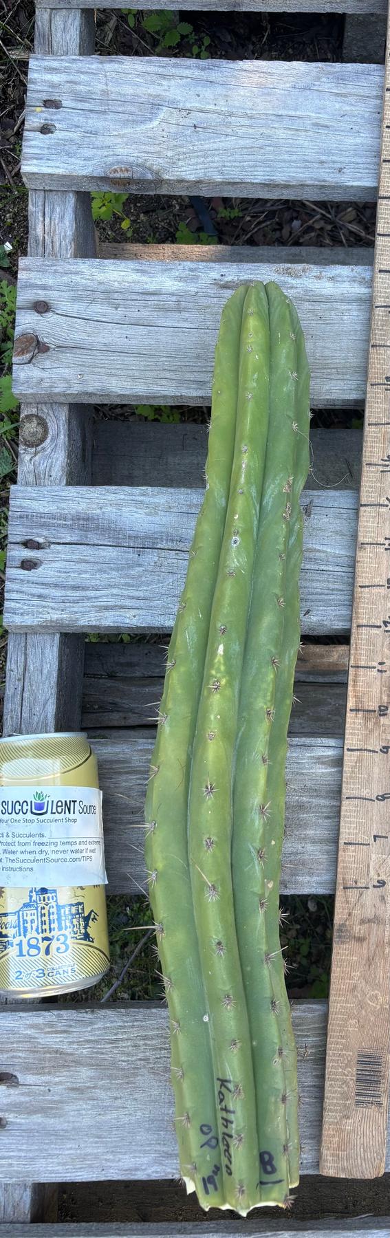 #EC395 EXACT Trichocereus Bargain Cactus Cuttings by Blaise-Cactus - Large - Exact-The Succulent Source