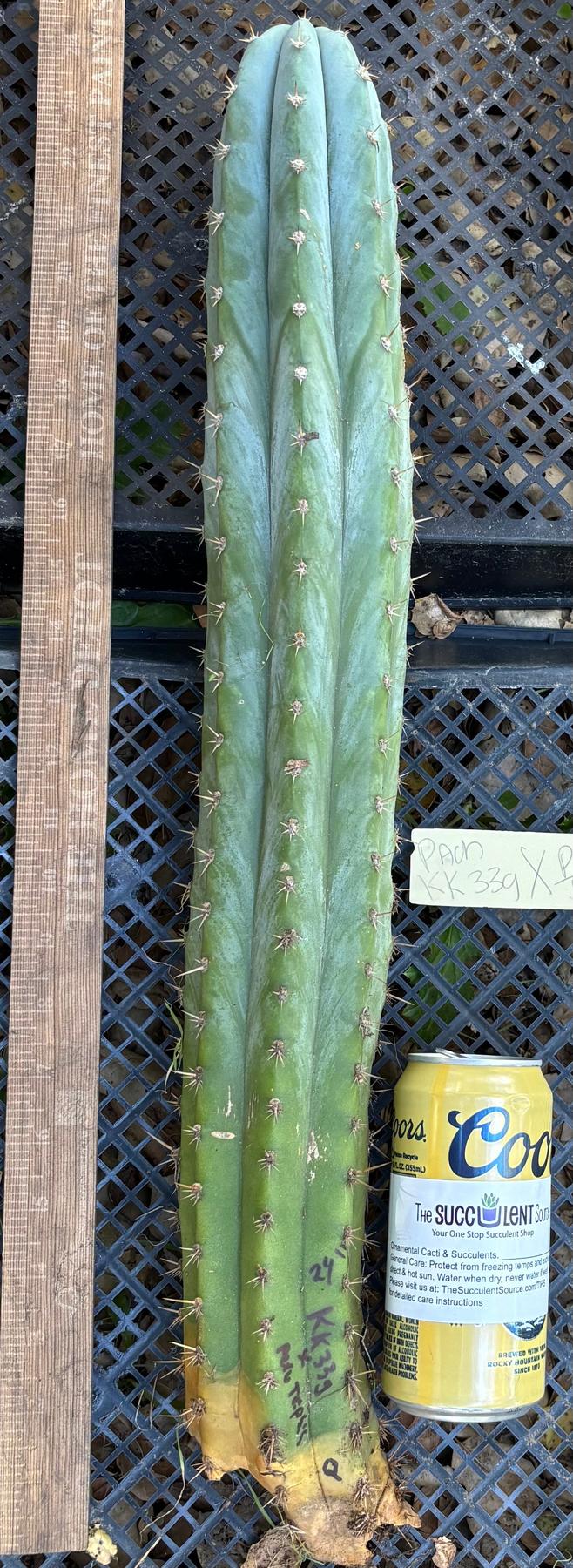 #EC395 EXACT Trichocereus Bargain Cactus Cuttings by Blaise-Cactus - Large - Exact-The Succulent Source