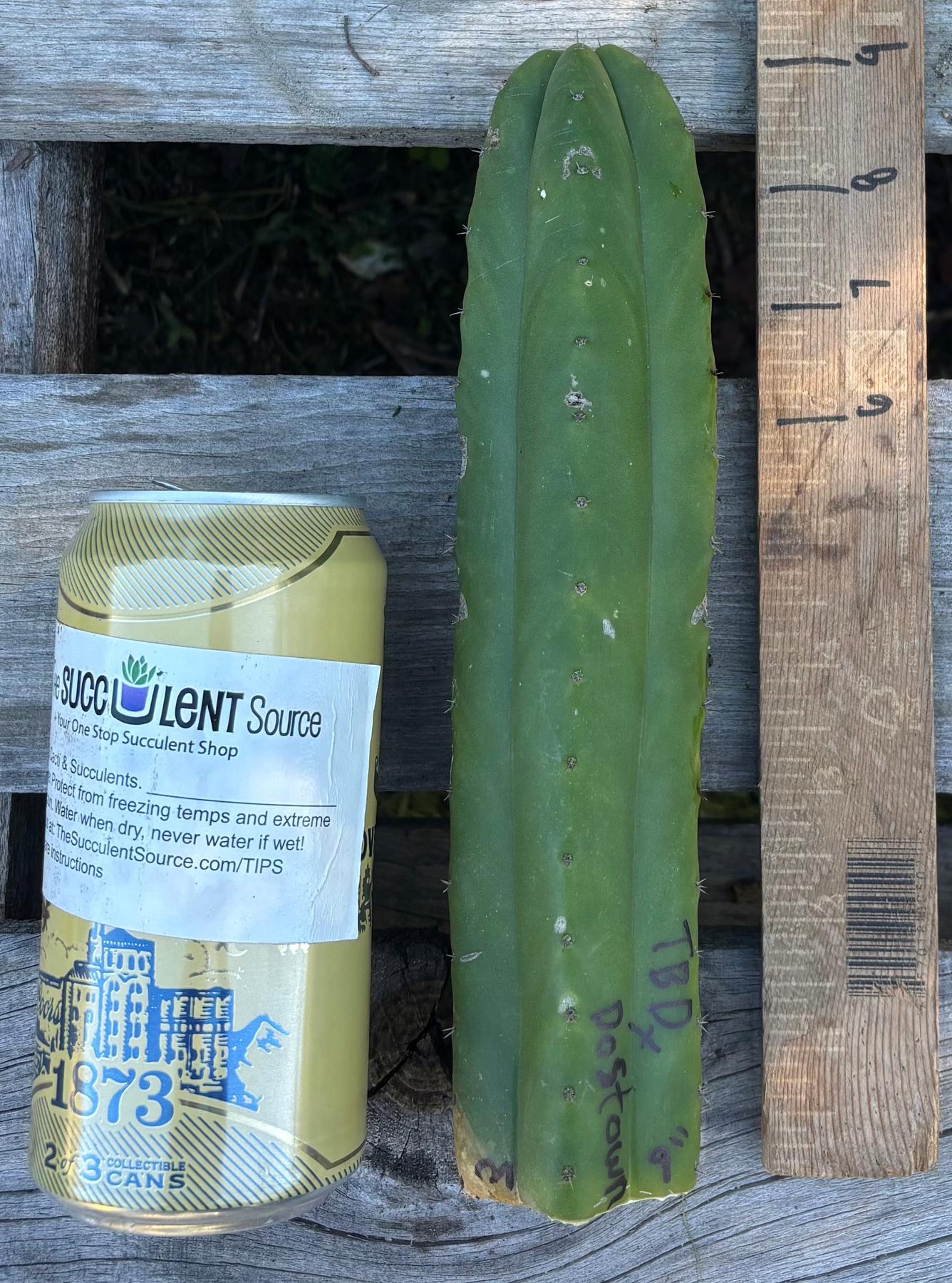 #EC395 EXACT Trichocereus Bargain Cactus Cuttings by Blaise-Cactus - Large - Exact-The Succulent Source