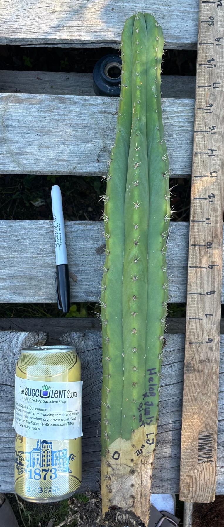 #EC395 EXACT Trichocereus Bargain Cactus Cuttings by Blaise-Cactus - Large - Exact-The Succulent Source