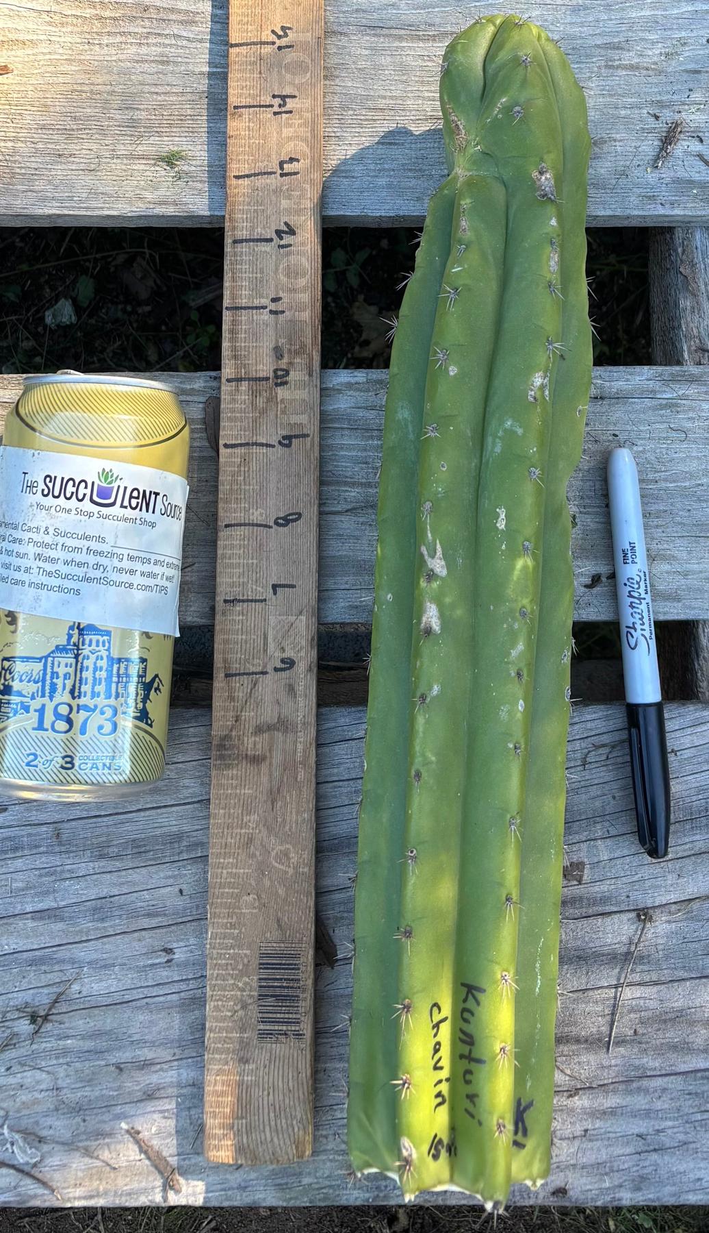 #EC395 EXACT Trichocereus Bargain Cactus Cuttings by Blaise-Cactus - Large - Exact-The Succulent Source