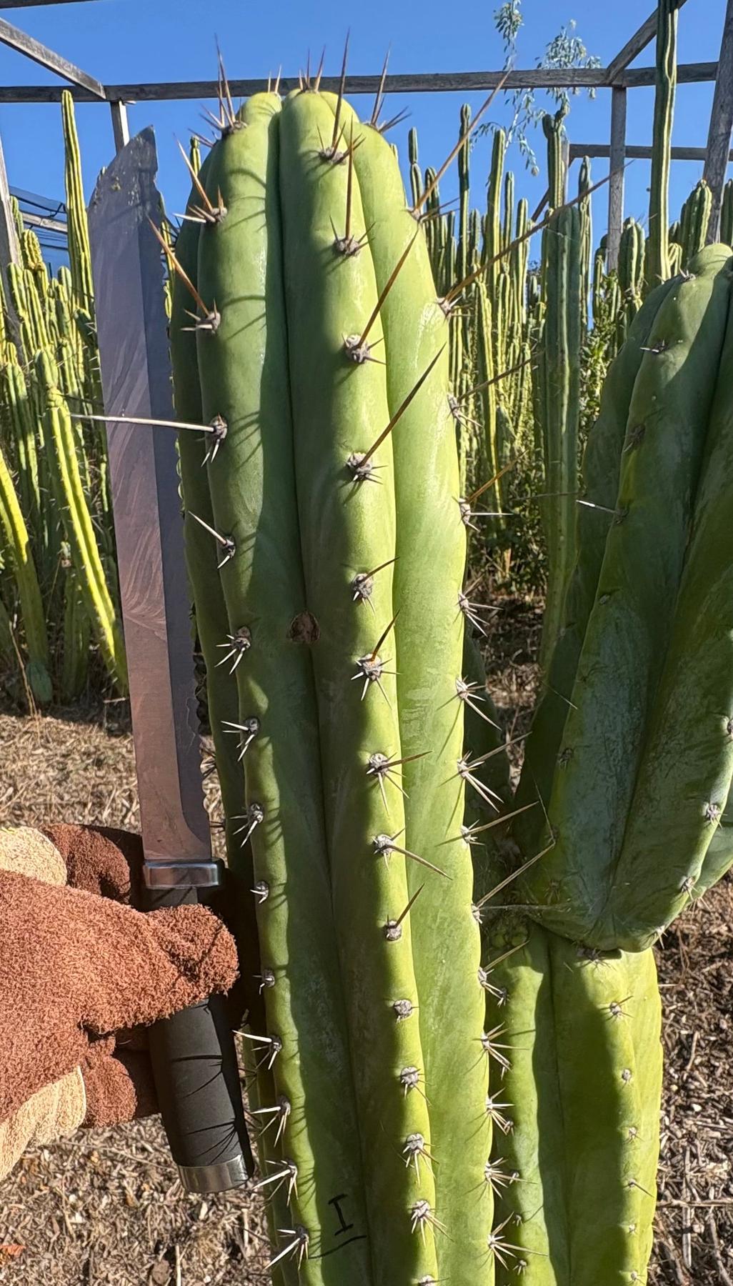 #EC395 EXACT Trichocereus Bargain LONG Tip Cactus Cuttings-Cactus - Large - Exact-The Succulent Source