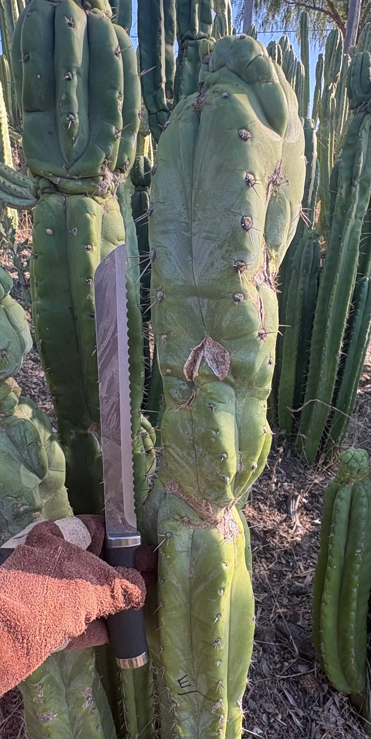 #EC395 EXACT Trichocereus Bargain LONG Tip Cactus Cuttings-Cactus - Large - Exact-The Succulent Source
