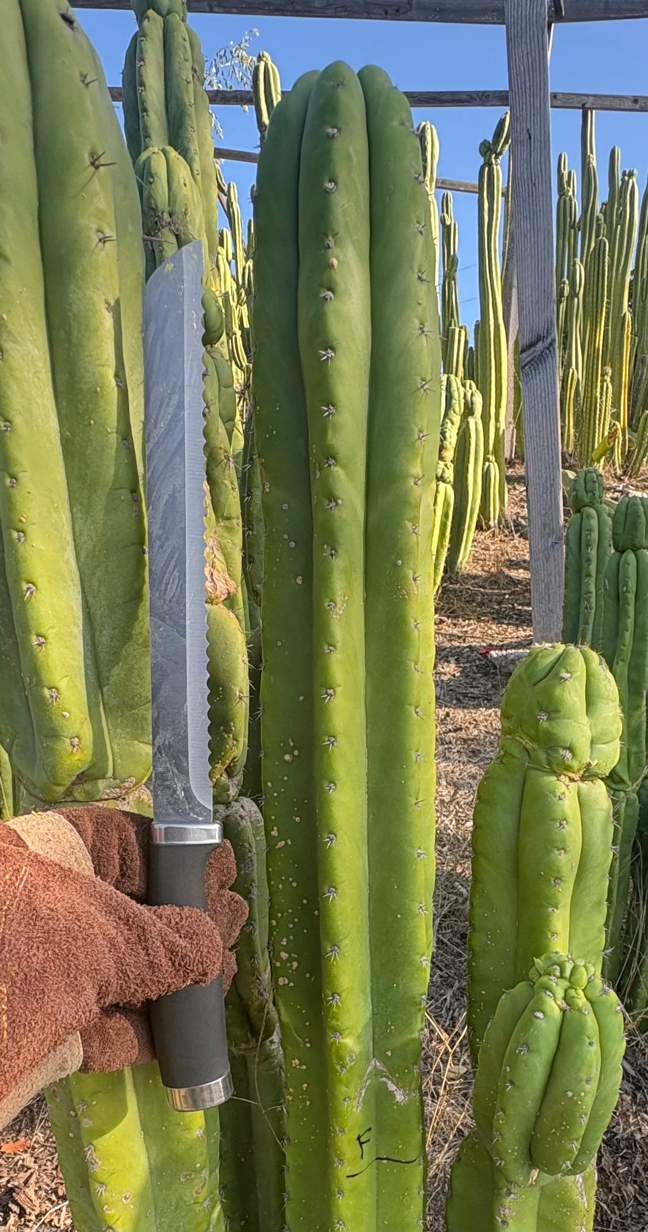 #EC395 EXACT Trichocereus Bargain LONG Tip Cactus Cuttings-Cactus - Large - Exact-The Succulent Source