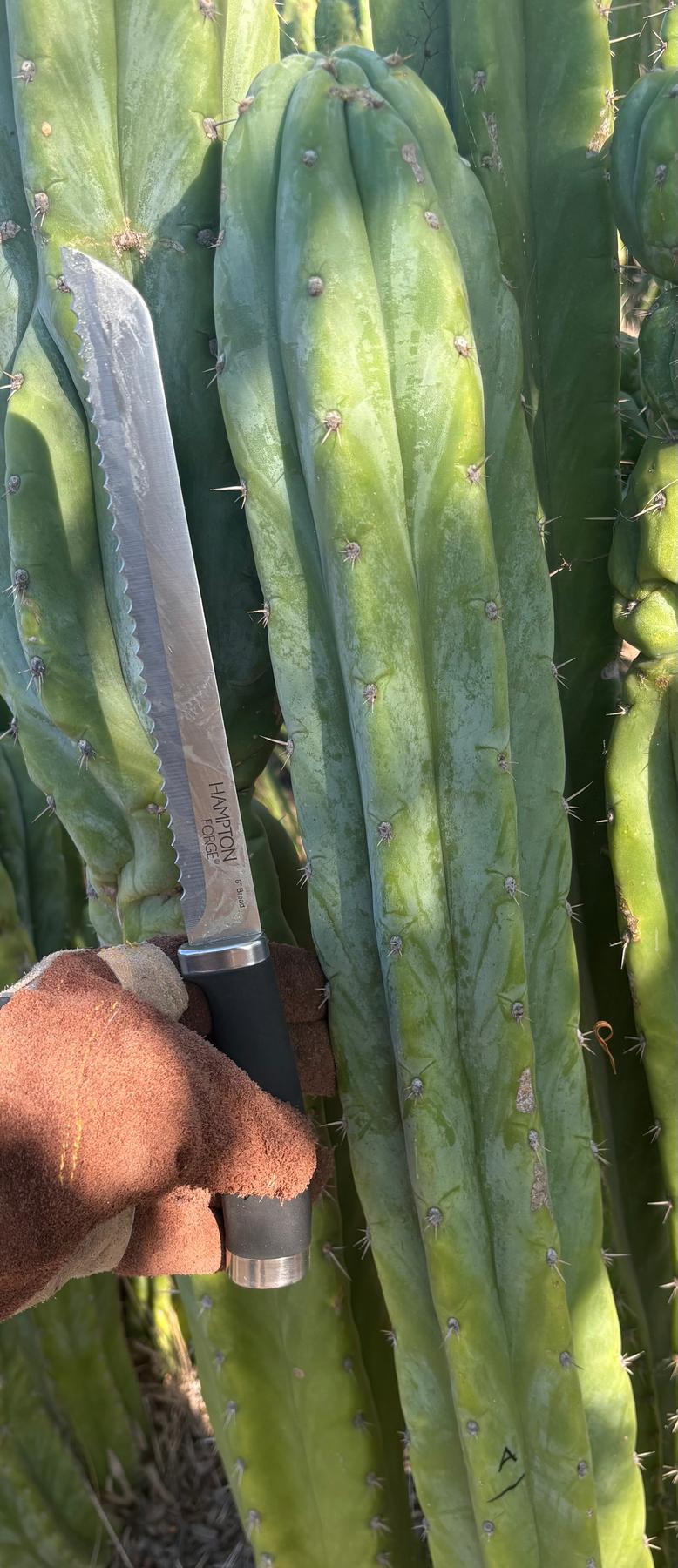 #EC395 EXACT Trichocereus Bargain LONG Tip Cactus Cuttings-Cactus - Large - Exact-The Succulent Source