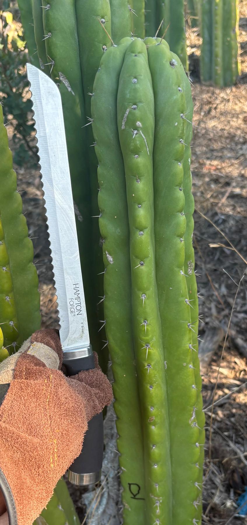 #EC395 EXACT Trichocereus Bargain LONG Tip Cactus Cuttings-Cactus - Large - Exact-The Succulent Source