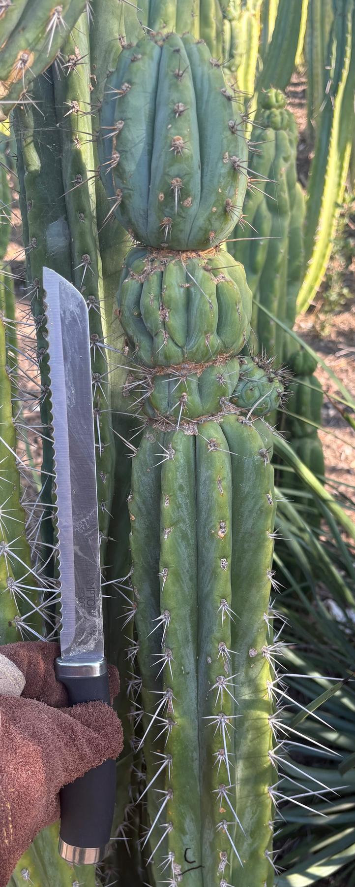#EC395 EXACT Trichocereus Bargain LONG Tip Cactus Cuttings-Cactus - Large - Exact-The Succulent Source