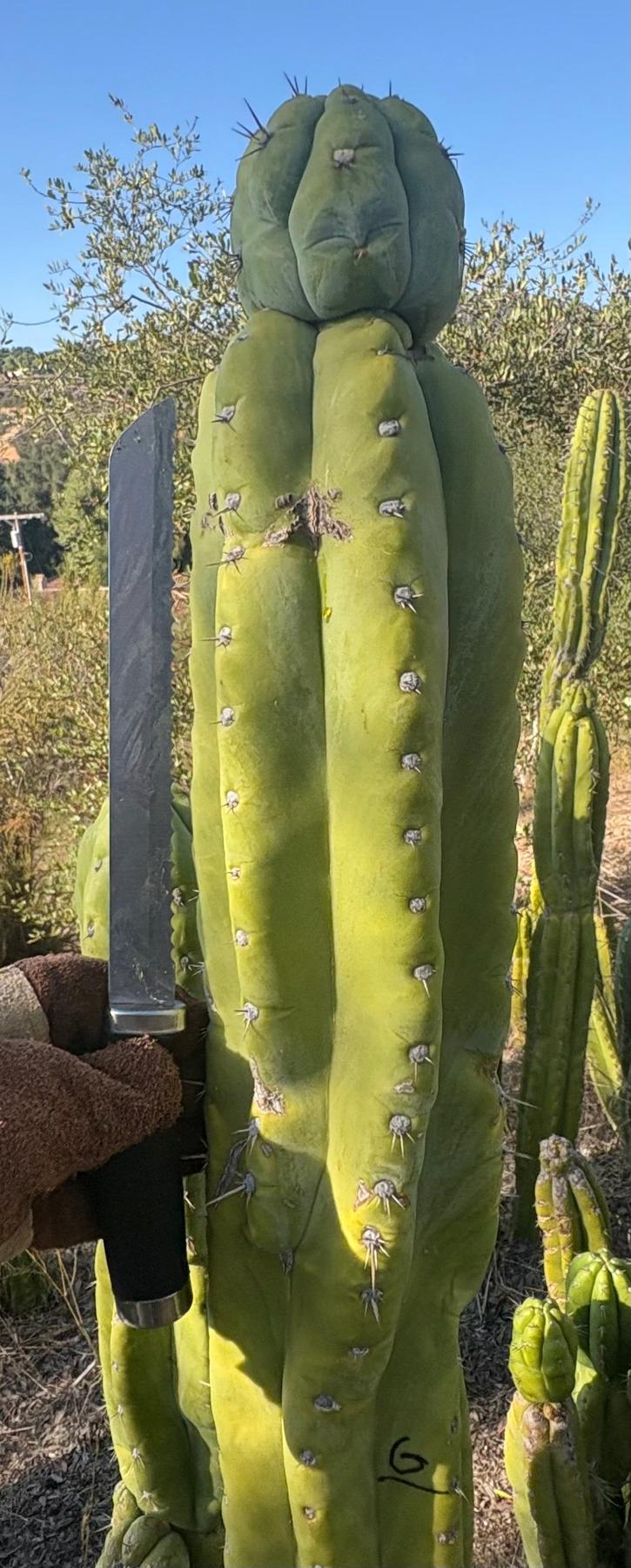 #EC395 EXACT Trichocereus Bargain LONG Tip Cactus Cuttings-Cactus - Large - Exact-The Succulent Source