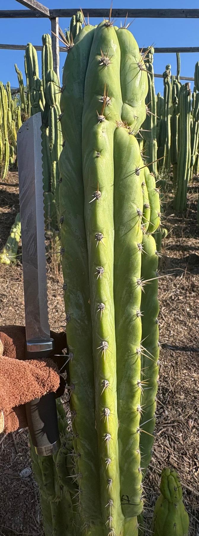 #EC395 EXACT Trichocereus Bargain LONG Tip Cactus Cuttings-Cactus - Large - Exact-The Succulent Source