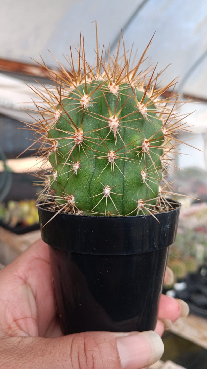 #EC397 EXACT Trichocereus Poco Cactus potted 2.5"