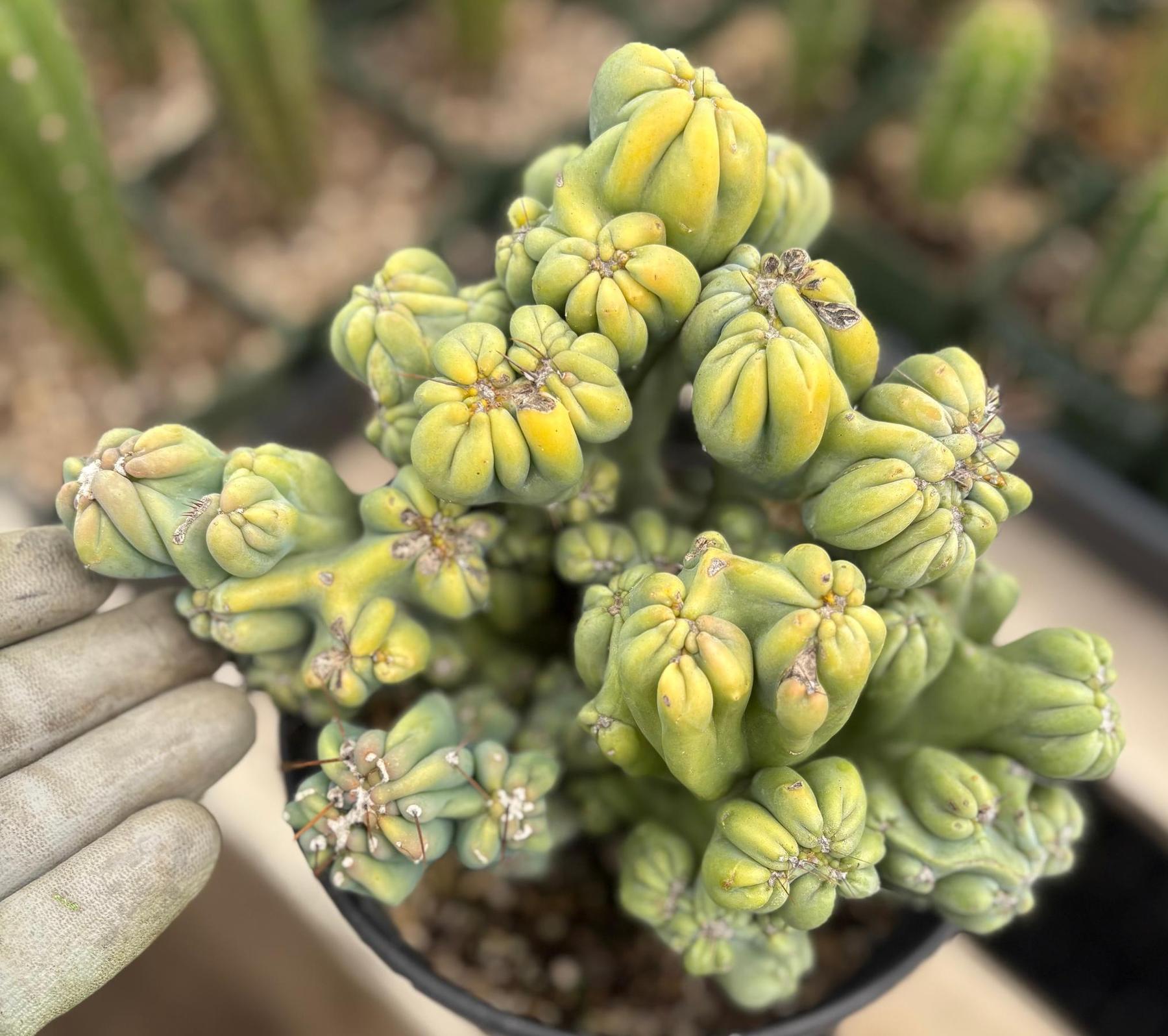 #EC398 EXACT Cereus Forbesii Monstrose Ming Thing Cactus-Cactus - Large - Exact-The Succulent Source