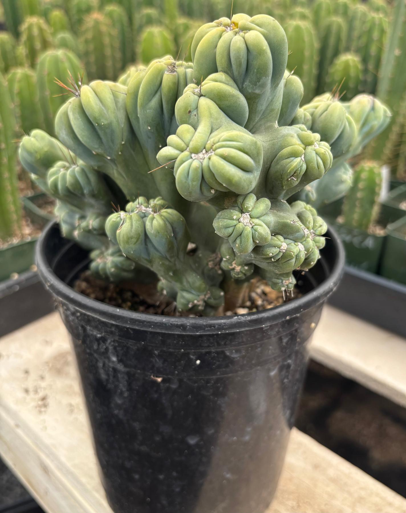 #EC398 EXACT Cereus Forbesii Monstrose Ming Thing Cactus-Cactus - Large - Exact-The Succulent Source