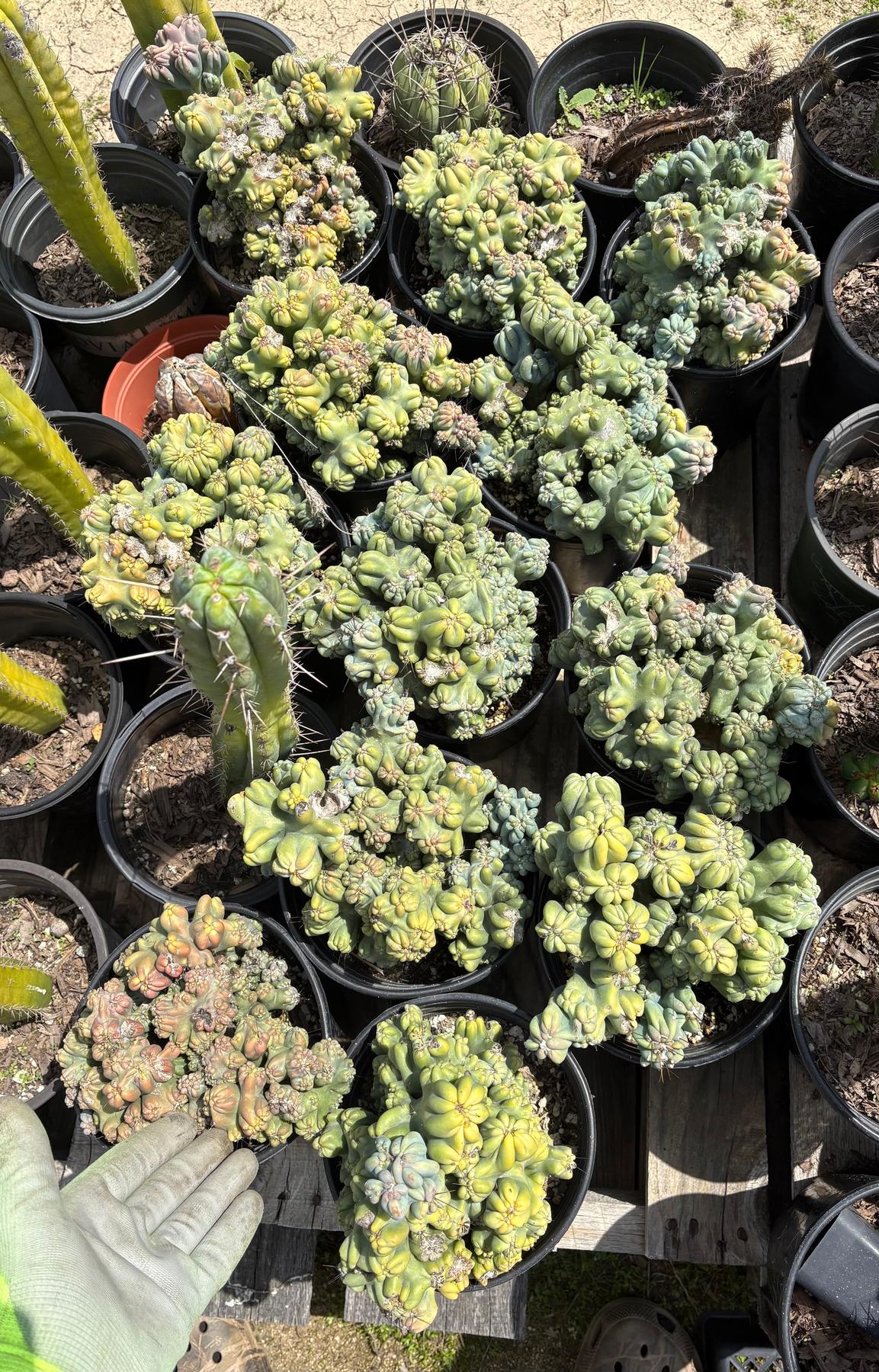 #EC398 EXACT Cereus Forbesii Monstrose Ming Thing Cactus-Cactus - Large - Exact-The Succulent Source