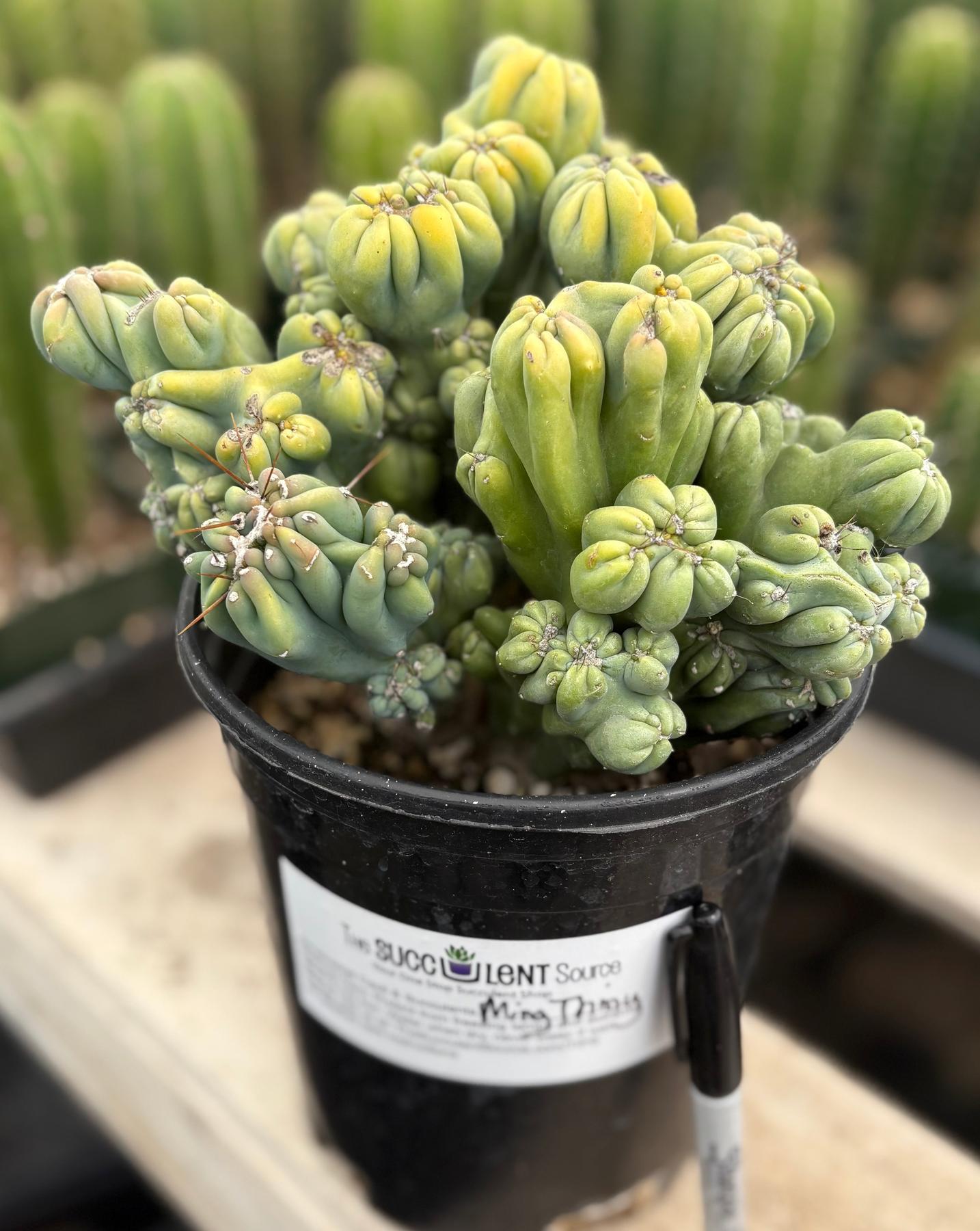 #EC398 EXACT Cereus Forbesii Monstrose Ming Thing Cactus-Cactus - Large - Exact-The Succulent Source