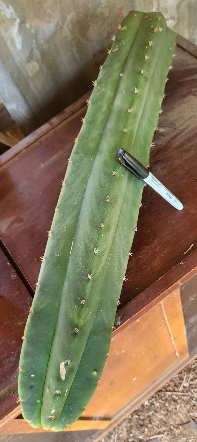 #EC399 EXACT Trichocereus Hybrid Peruvianus Long Spine X Scopulicola Cactus Cutting 24"-Cactus - Large - Exact-The Succulent Source