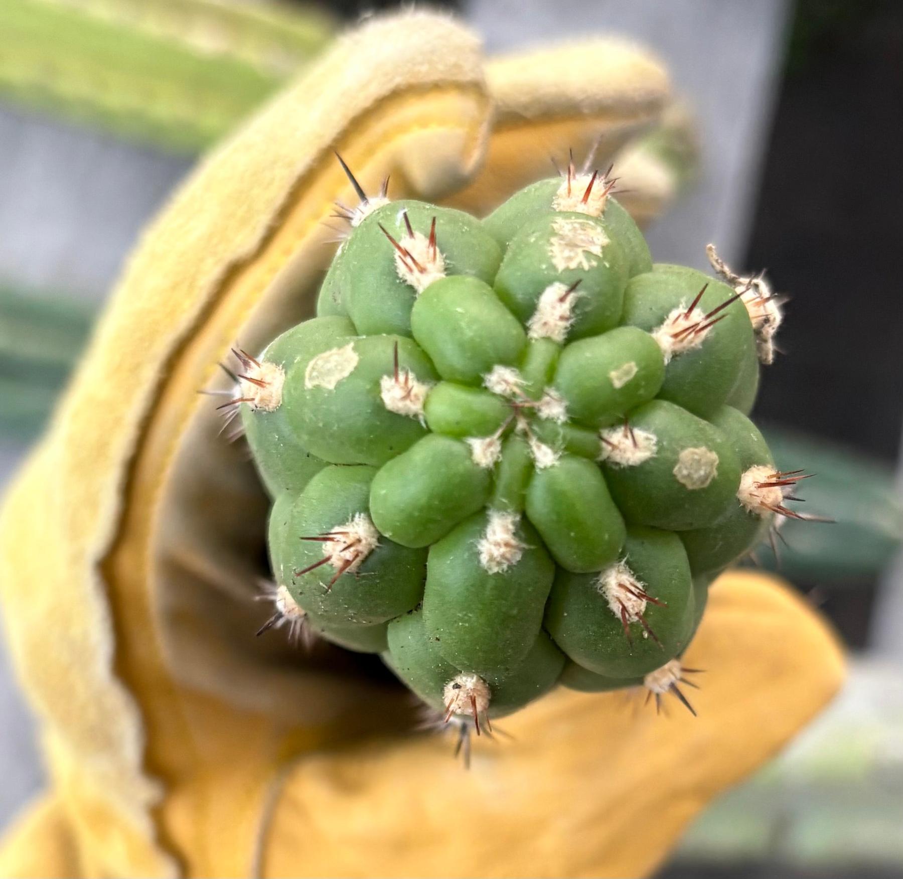 #EC40 EXACT Borzicactus Coeistocactus cactus 9.5”-Cactus - Large - Exact-The Succulent Source