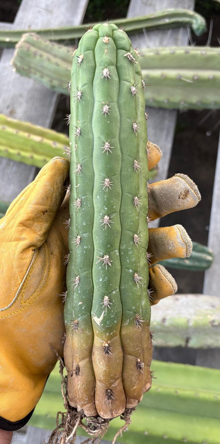 #EC40 EXACT Borzicactus Coeistocactus cactus 9.5”-Cactus - Large - Exact-The Succulent Source