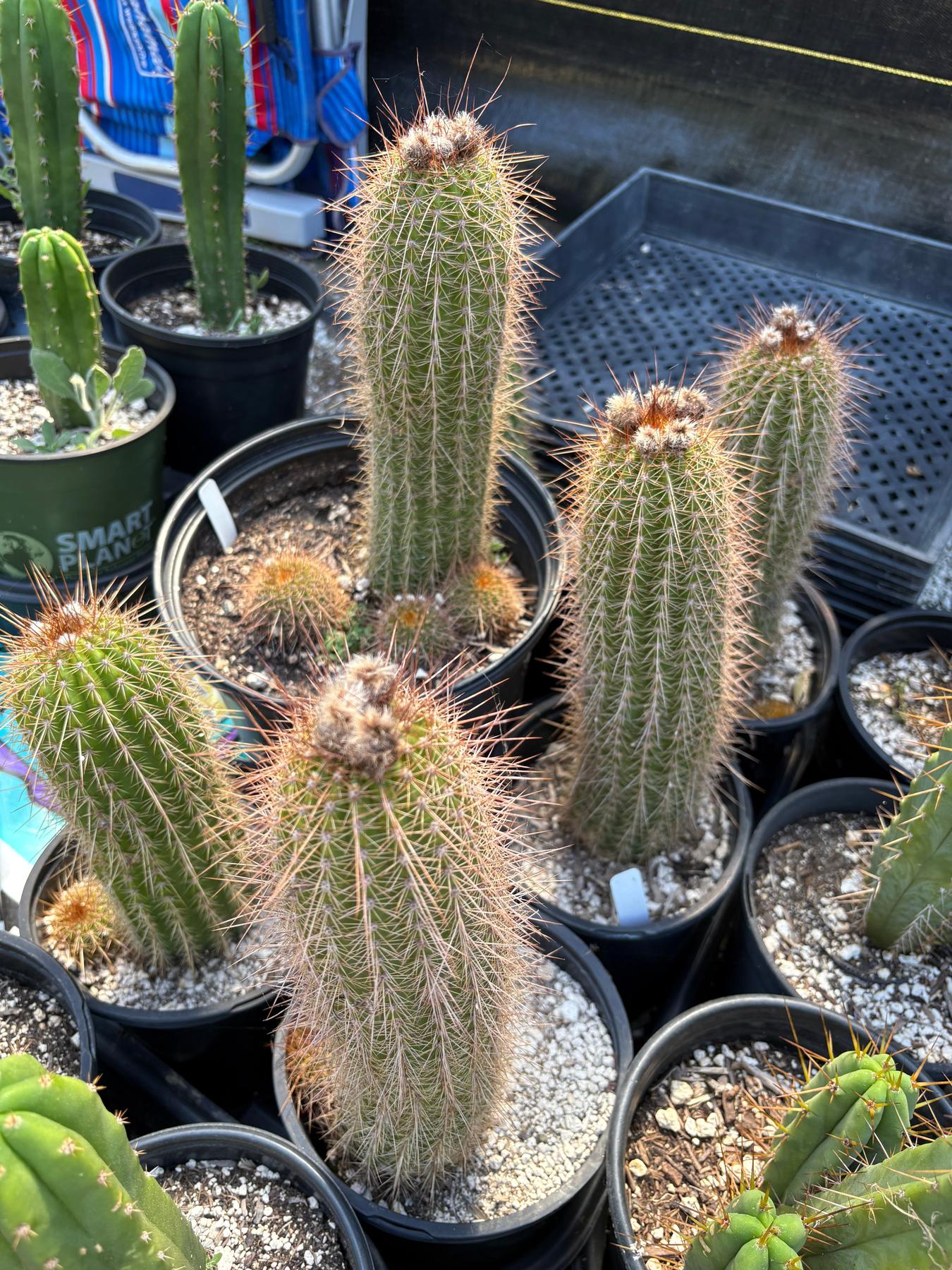 #EC400 EXACT Trichocereus Tricholobivia Crimsonie Cactus Potted 1 gallon-Cactus - Large - Exact-The Succulent Source